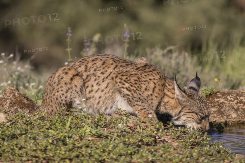 Pardell Lynx female, Iberian Lynx (Lynx pardinus), Extremadura, Castilla La Mancha, Spain, Europe