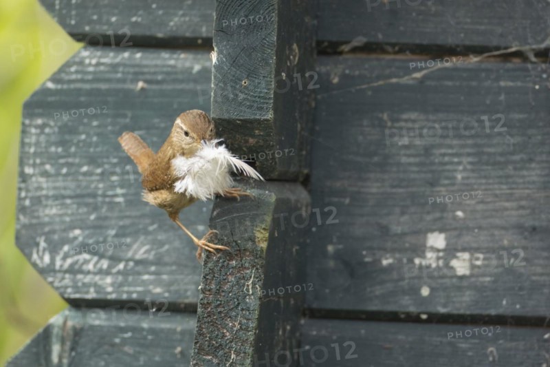 European wren (Troglodytes troglodytes) adult bird with a feather for nesting material in its beak on a garden shed, England, United Kingdom, Europe