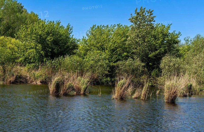 Nature at the large cleaning pond in Beech Forest, Hobrechtswald, Beech, Brandenburg, Germany, Europe