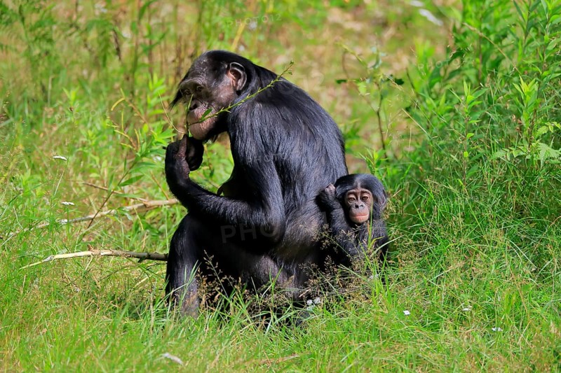 Bonobo, bonobo (Pan Paniscus), female, adult, young animal, feeding, Great ape, Primate, chimpanzee, captive