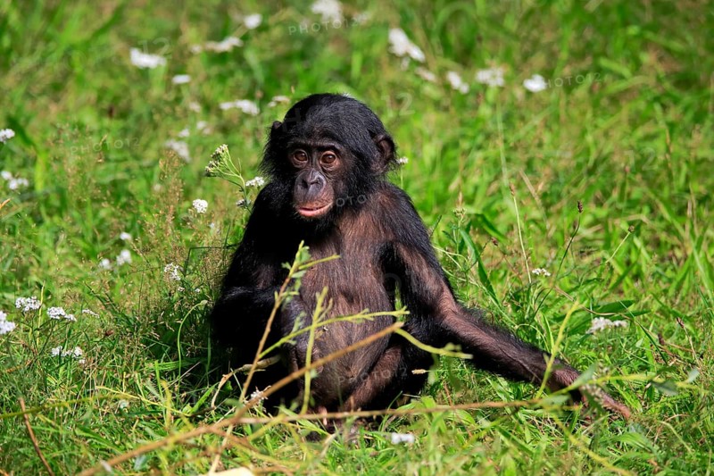 Bonobo, bonobo (Pan Paniscus), young animal, alert, sitting, meadow, Great ape, Primate, chimpanzee, captive