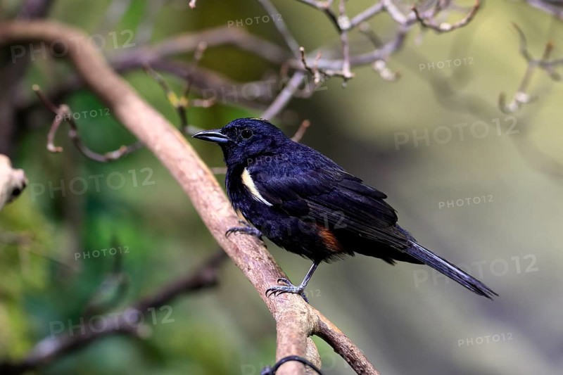 Golden-crested Tanager, (Tachyphonus surinamus), adult, male, on tree, on guard, captive, South America
