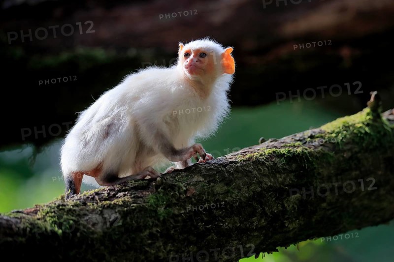Silvery Marmoset, (Mico argentatus, Syn.: Callithrix argentata), Silvery Marmoset, adult, tree, vigilant, captive, South America