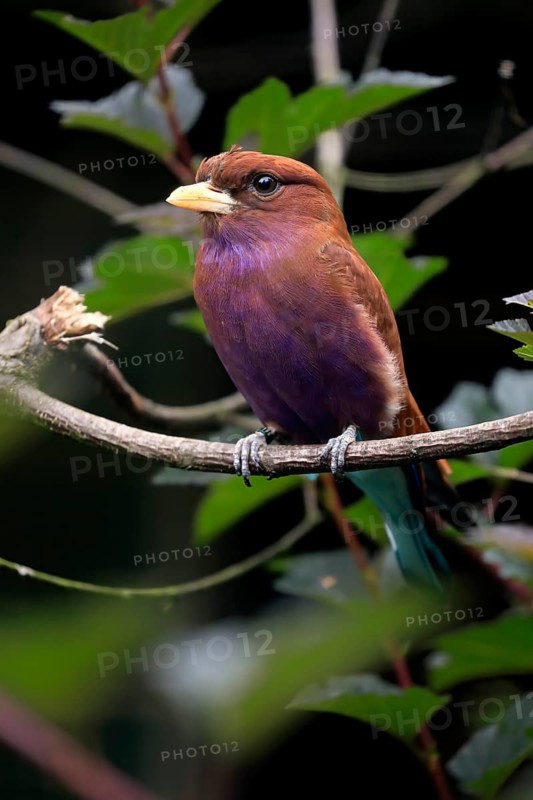 Broad-billed roller (Eurystomus glaucurus), adult, on tree, vigilant, captive