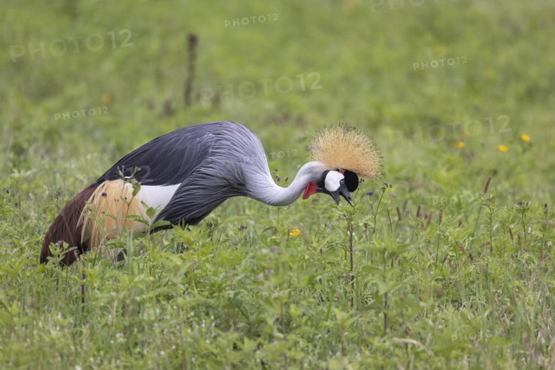Crowned crane (Balearica regulorum), Ngorongoro Crater, Tanzania, Africa