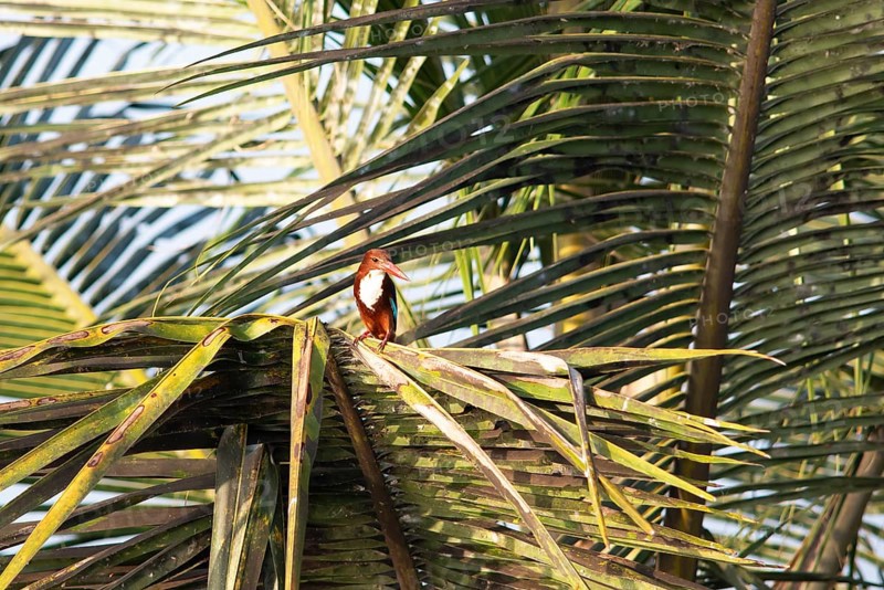 White-throated kingfisher (Halcyon smyrnensis) or Common kingfisher on a Palm tree, Backwaters, Kumarakom, Kerala, India, Asia