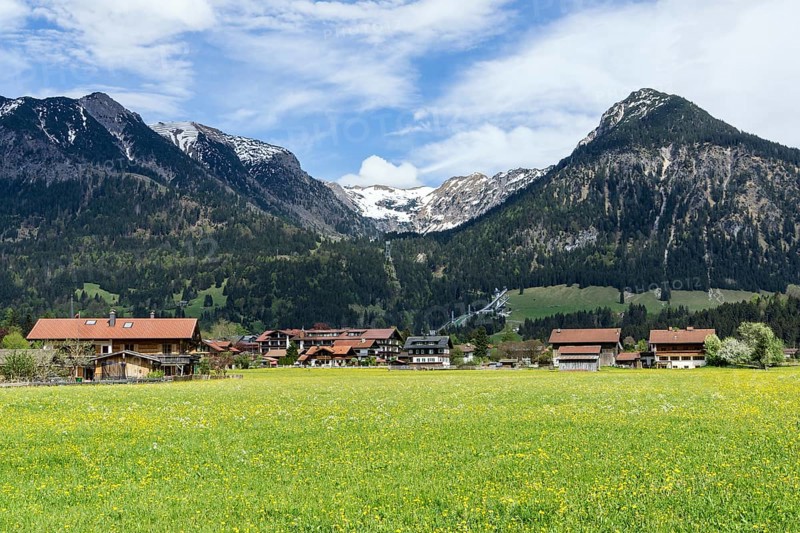 Common dandelion (Taraxacum), flowering dandelion field, right Schattenberg, Oberstdorf, Allgaeu Alps, Oberallgaeu, Allgaeu, Bavaria, Germany, Europe
