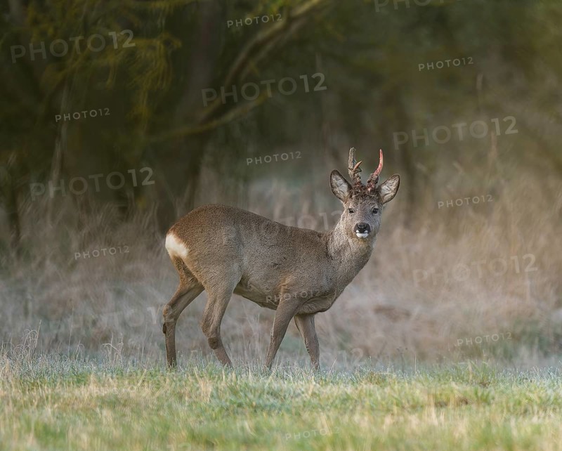 European roe deer (Capreolus capreolus), roebuck in winter coat, winter cover, one antler in the bast, one pole freshly swept still red from blood, no injury normal process, wildlife, Thuringia, Germany, Europe