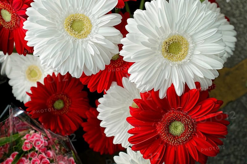Fresh red and white Gerber daisies in a lush arrangement, flower sale, Central Station, Hamburg, Hanseatic City of Hamburg, Germany, Europe