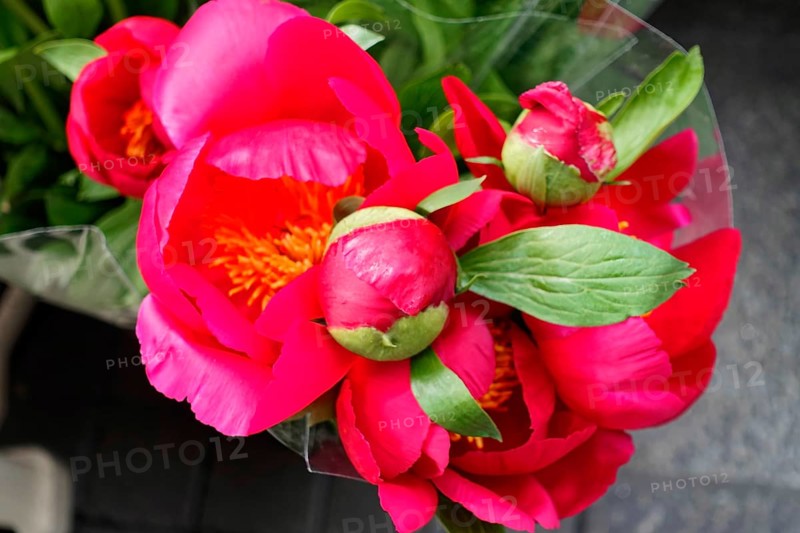 Close-up of pink European peonies, (Paeonia lactiflora) embodying spring, flower sale, central station, Hamburg, Hanseatic City of Hamburg, Germany, Europe