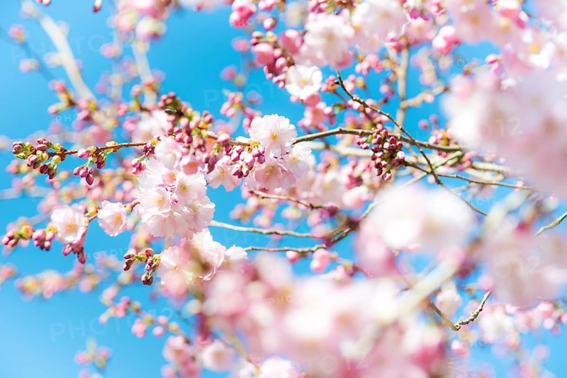 Japanese cherry (Prunus serrulata), also Oriental Cherry, East Asian Cherry or Grannen Cherry, twigs of a cherry tree with bright, delicate, pink and white flowers and flower buds in front of a clear, bright blue sky, sunny day, spring, cherry blossom, ornamental cherry, close-up, macro shot, blurred background with bokeh effect, Lower Saxony, Germany, Europe