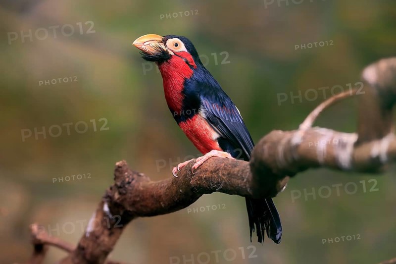 Bearded barbet, (Lybius dubius), adult, male, waiting, tree, captive
