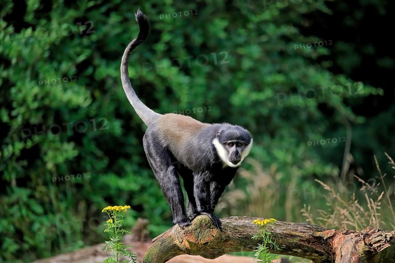 L'hoest's monkey (Cercopithecus lhoesti), adult, on tree, vigilant, captive