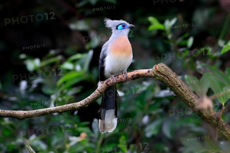 Crested coua (Coua cristata), Crested coua, adult, perch, captive, Madagascar, Africa