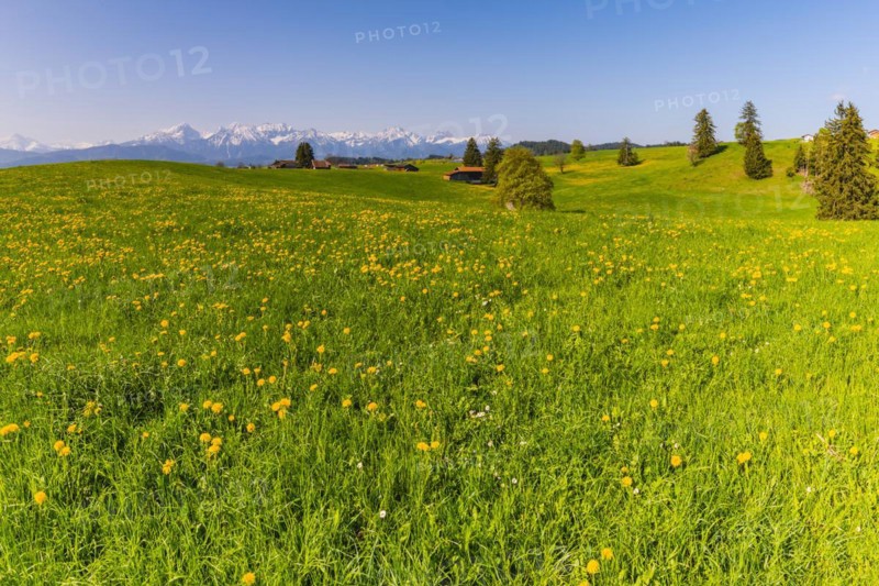 Common dandelion (Taraxacum sect. Ruderalia) in spring, meadow near Rieden am Forggensee, Ostallgaeu, Allgaeu, Bavaria, Germany, Europe