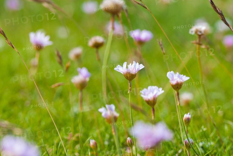 Sea thrift (Armeria maritima), also common Lady's Cushion, Flower of the Year 2024, focus on a delicate purple (violet, pink) flower, several flowers and grass against a blurred background of a meadow, endangered species, endangered species, species protection, nature conservation, close-up, macro photograph, Lower Saxony, Germany, Europe