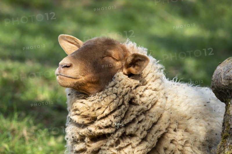 Portrait of a Coburg Fox sheep (Coburger Fuchsschaf) with a brown head. The sheep has its head turned towards the sun and its eyes closed. Meadow as background