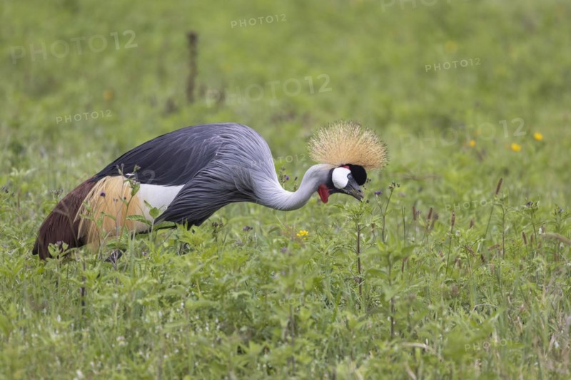 Crowned crane (Balearica regulorum), Ngorongoro Crater, Tanzania, Africa