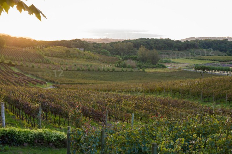 Vineyard of grapes in the Vale dos Vinhedos in Bento Goncalves, a gaucho wine