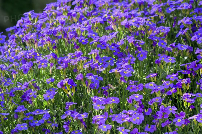 Aubrieta (Aubrieta), Allgaeu, Swabia, Bavaria, Germany, Europe