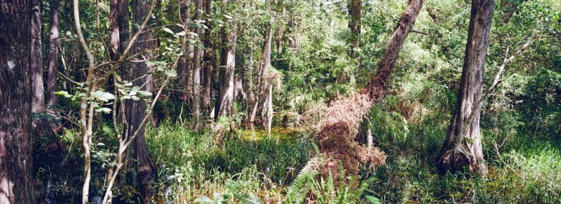 Kirby Storter Roadside Park, Tamiami Trail East, Ochopee, Everglades, Florida, USA, North America