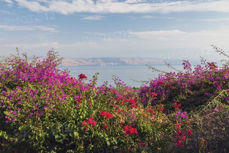 Purple and red bougainvillea flowers in garden overlooking the Sea of Galilee and the Golan Heights at The Church of the Beatitudes, Mount of Beatitudes, Sea of Galilee region, Israel, Asia