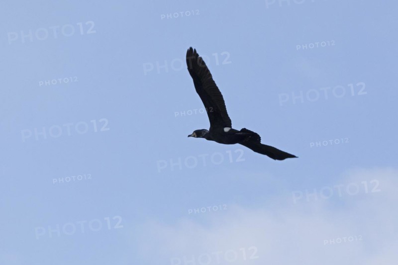 Cormorant in flight (Phalacrocorax carbo), Geltinger Birch, Goldhoeft, Nieby, Schlei, Schleswig-Holstein, Germany, Europe