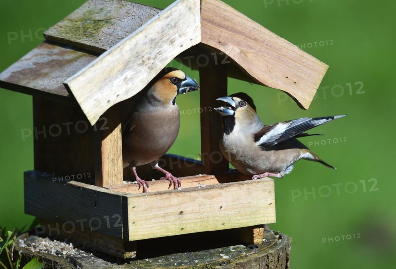 Hawfinch (Coccothraustes coccothraustes) during mating feeding in the bird house in spring
