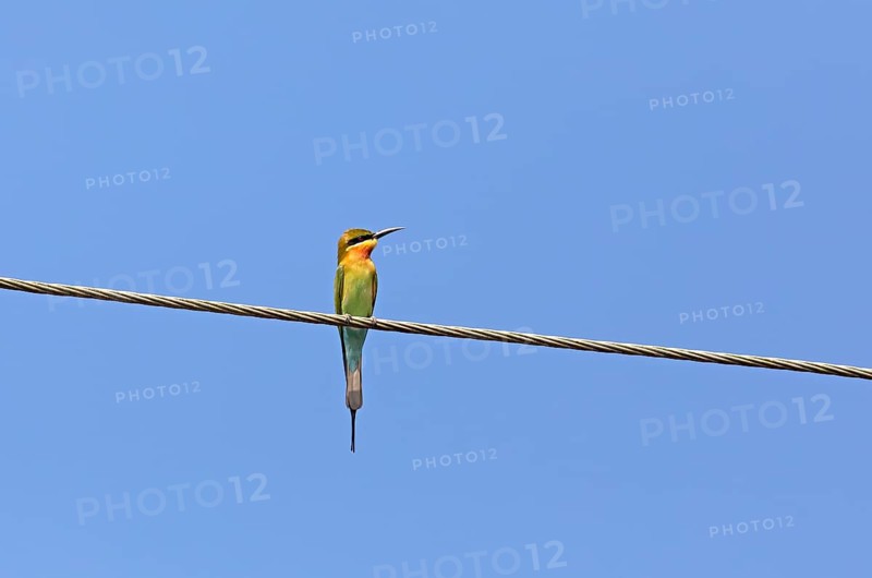 Blue-tailed bee-eater (Merops philippinus) against a blue sky, backwaters, Kumarakom, Kerala, India, Asia