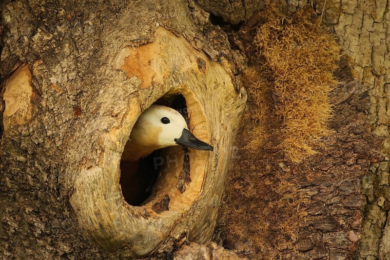 Ruddy shelduck (Tadorna ferruginea) female animal looking out of a tree cavity in an old ash tree (Fraxinus excelsior) Allgaeu, Bavaria, Germany, Europe