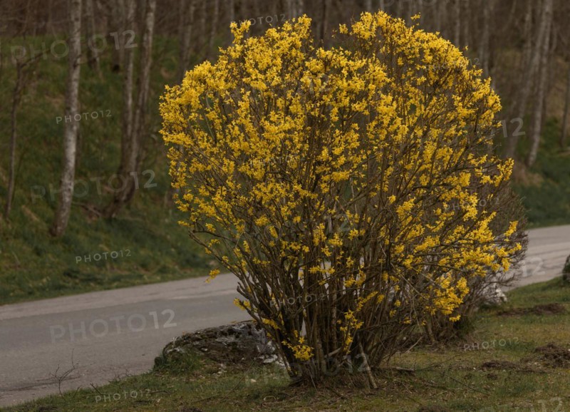 Garden forsythia (Forsythia) Golden lilac, golden bell, shrub