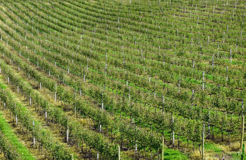 Vineyard of grapes in the Vale dos Vinhedos in Bento Goncalves, a gaucho wine