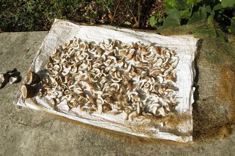 Pieces of coconut are laid out to dry under a net on the floor, Kerala, India, Asia