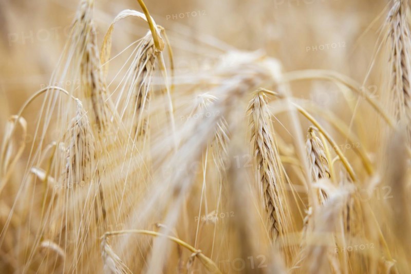 Close-up of ripe barley ears in a cornfield with blurred background, Cologne, North Rhine-Westphalia, Germany, Europe