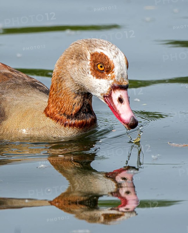 Egyptian geese (Alopochen aegyptiaca) in the River Main, Offenbach am Main, Hesse, Germany, Europe