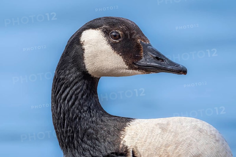 Canada goose (Branta canadensis) on the banks of the Main, Offenbach am Main, Hesse, Germany, Europe