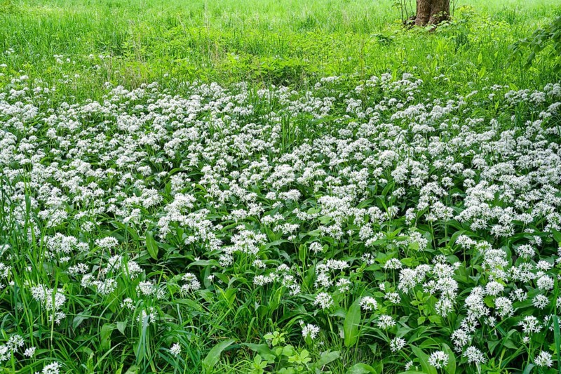 Wild garlic blossom (Allium ursinum) in the Leipzig riparian forest in spring, Leipzig, Saxony, Germany, Europe