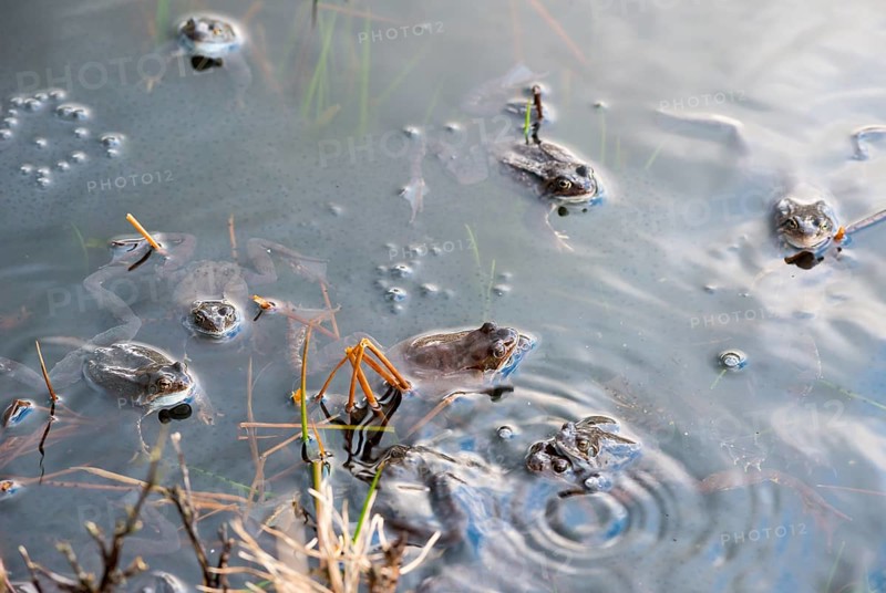 Common frog (Rana temporaria), amphibian of the year 2018, several frogs swimming in a pond with fresh spawning balls during mating season, surrounded by a few stalks of aquatic plants, rushes in a pond, ripples on the water and air bubbles caused by fast movements, two pairs, male, female animal mating in clasping grip (Amplexus axillaris), frog spawn, behaviour, reproduction, metamorphosis, Lueneburg Heath, Lower Saxony, Germany, Europe
