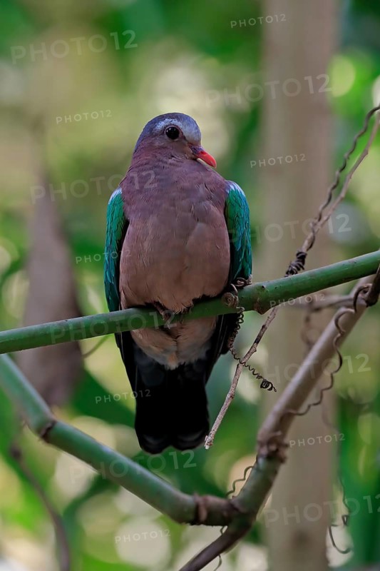 Common emerald dove (Chalcophaps indica), adult, perch, vigilant, captive, Southeast Asia