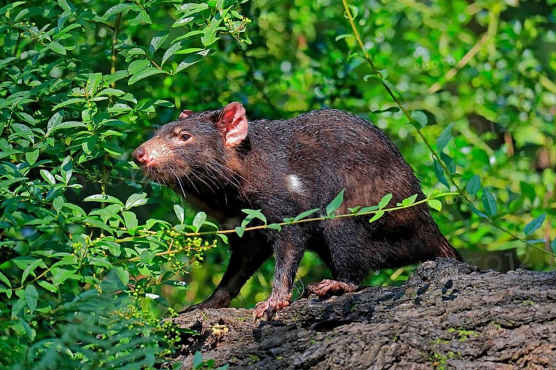 Tasmanian devil (Sarcophilus harrisii), adult, vigilant, on tree trunk, captive, Tasmania, Australia, Oceania