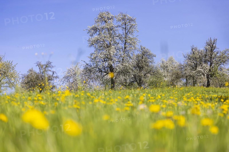 Flowering fruit trees in the orchards of the Swabian Alb, flowering apple tree, Weilheim an der Teck, Baden-Wuerttemberg, Germany, Europe