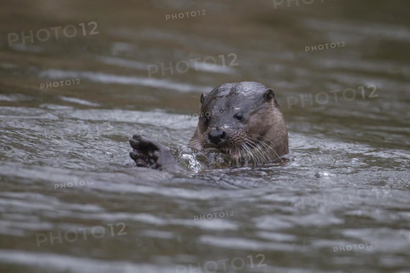 European otter (Lutra lutra) adult animal in a river, Suffolk, England, United Kingdom, Europe