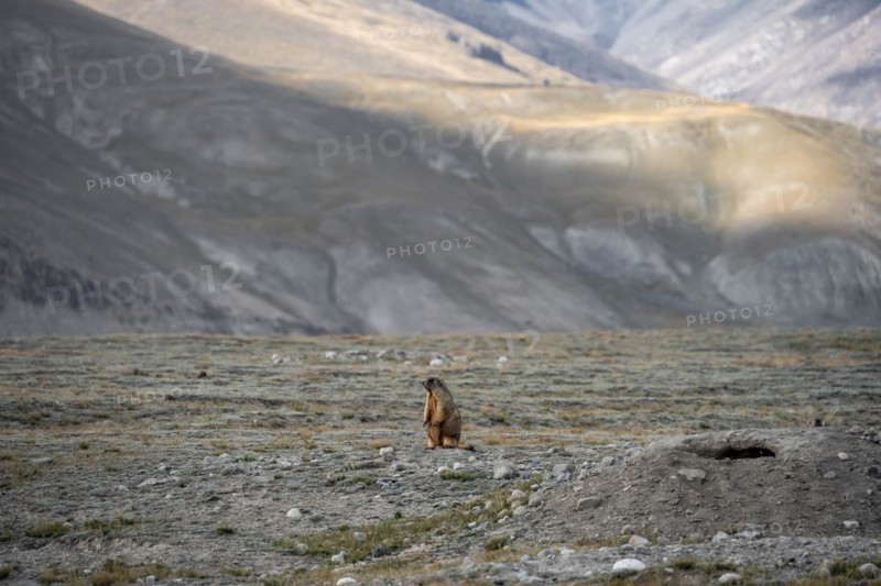 Himalayan marmot (Marmota himalayana), Tian Shan Mountains, Jety Oguz, Kyrgyzstan, Asia