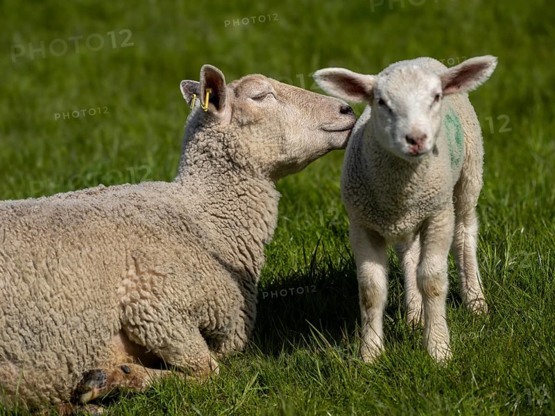 A sheep and a lamb on the dyke at the natural beach Hilgenriedersiel on the North Sea coast, Hilgenriedersiel, East Frisia, Lower Saxony, Germany, Europe