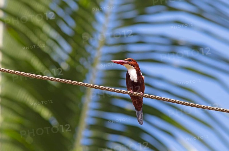 White-throated kingfisher (Halcyon smyrnensis) or Common kingfisher in Kerals Backwaters, Kumarakom, Kerala, India, Asia