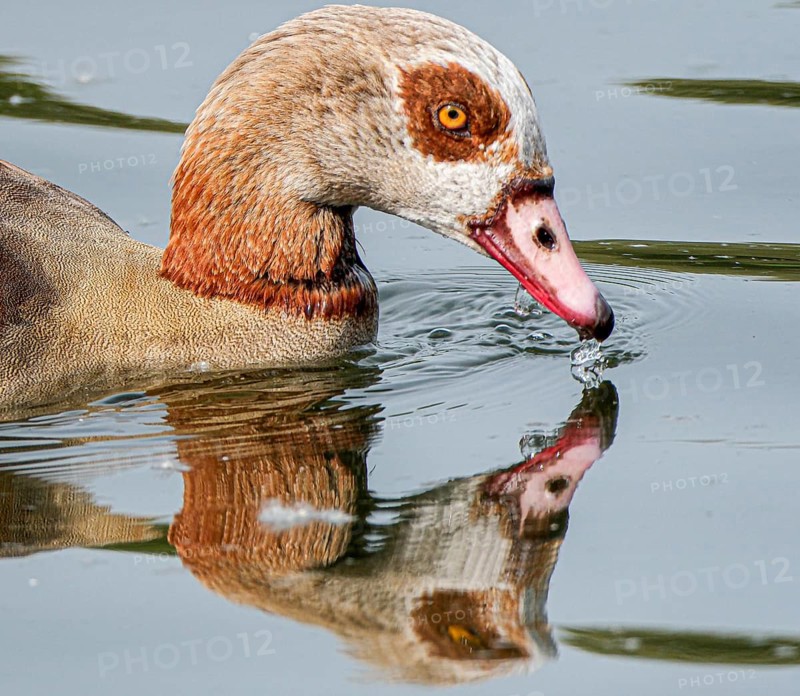 Egyptian geese (Alopochen aegyptiaca) in the River Main, Offenbach am Main, Hesse, Germany, Europe