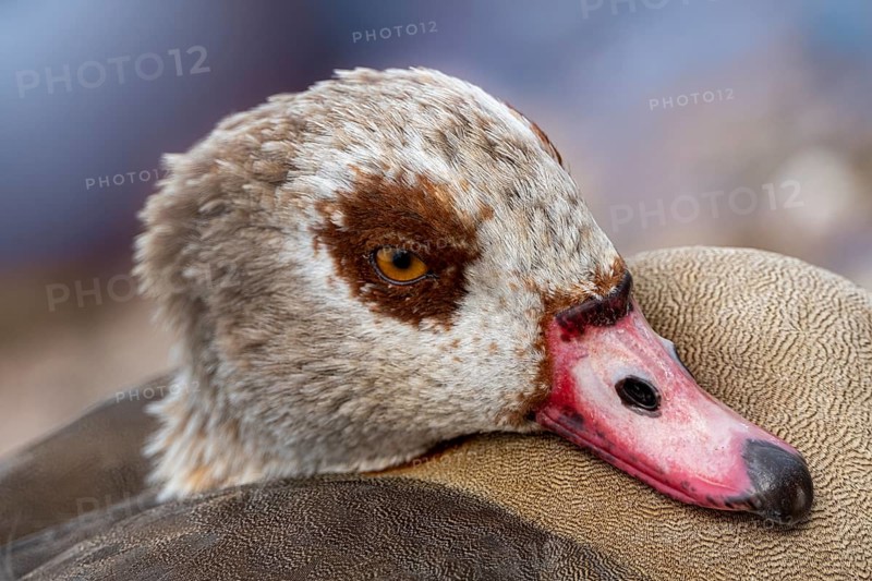 Egyptian geese (Alopochen aegyptiaca) on the River Main, Offenbach am Main, Hesse, Germany, Europe