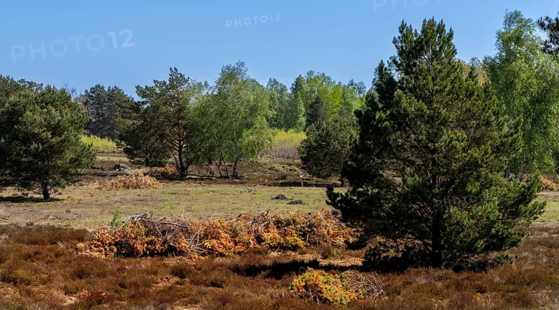 Schoenower Heide nature reserve, Schoenow, Brandenburg, Germany, Europe