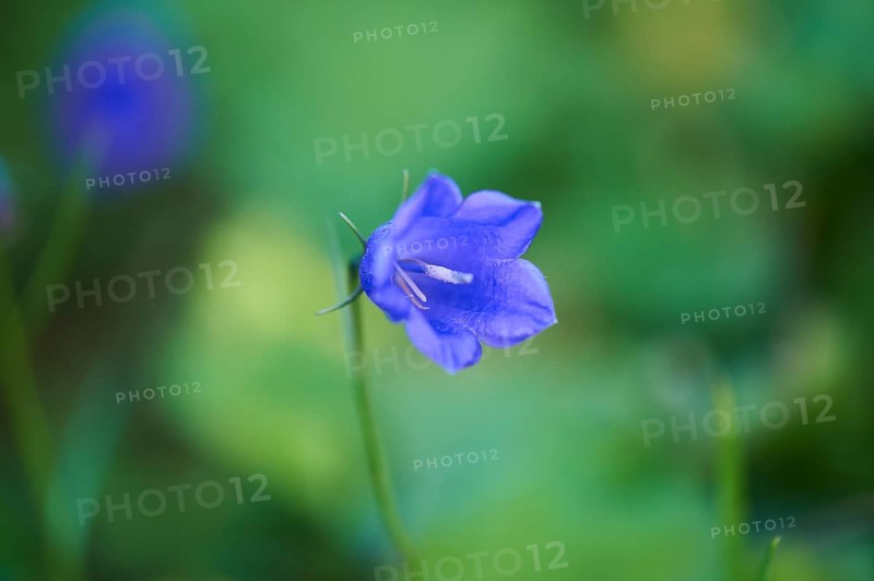 Earleaf bellflower (Campanula cochleariifolia) blooming in the mountains at Hochalpenstrasse, Pinzgau, Salzburg, Austria, Europe