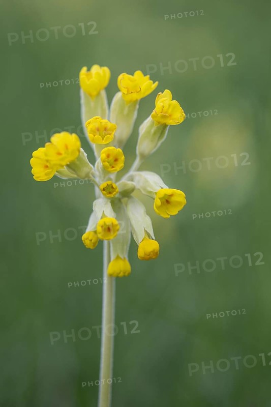 Common cowslip (Primula veris), Thuringia, Germany, Europe